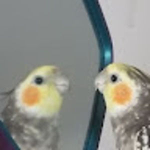 Meet your Posher, Bird